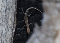 Cryptoblepharus buchananii