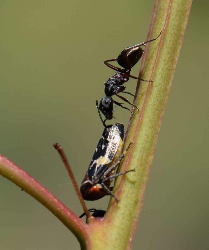 Camponotus chalceus