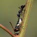 Camponotus chalceus - Photo (c) Thomas Mesaglio, μερικά δικαιώματα διατηρούνται (CC BY), uploaded by Thomas Mesaglio