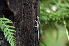 Cryptoblepharus buchananii