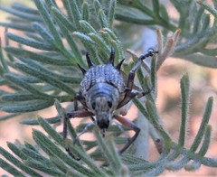 Catasarcus spinipennis