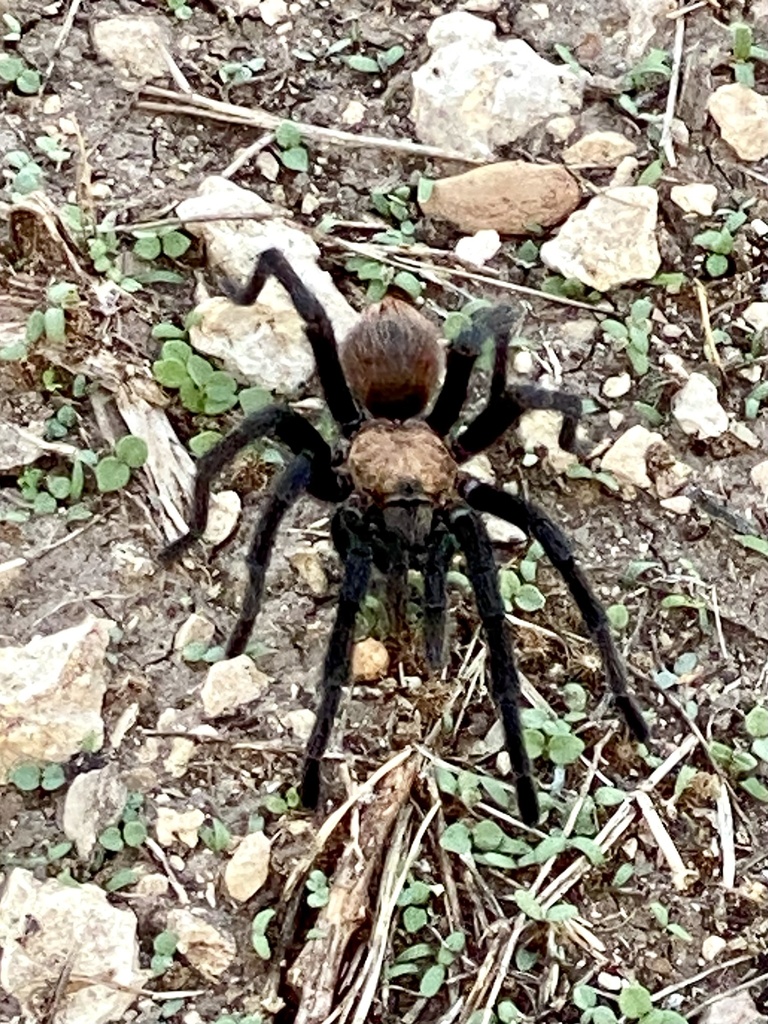 Texas Black Spot Tarantula from Glen Rose, TX, US on September 19, 2023 ...