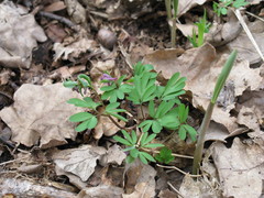 Corydalis intermedia