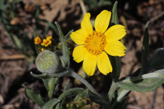 Monolopia lanceolata