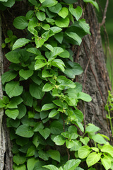 Celastrus flagellaris