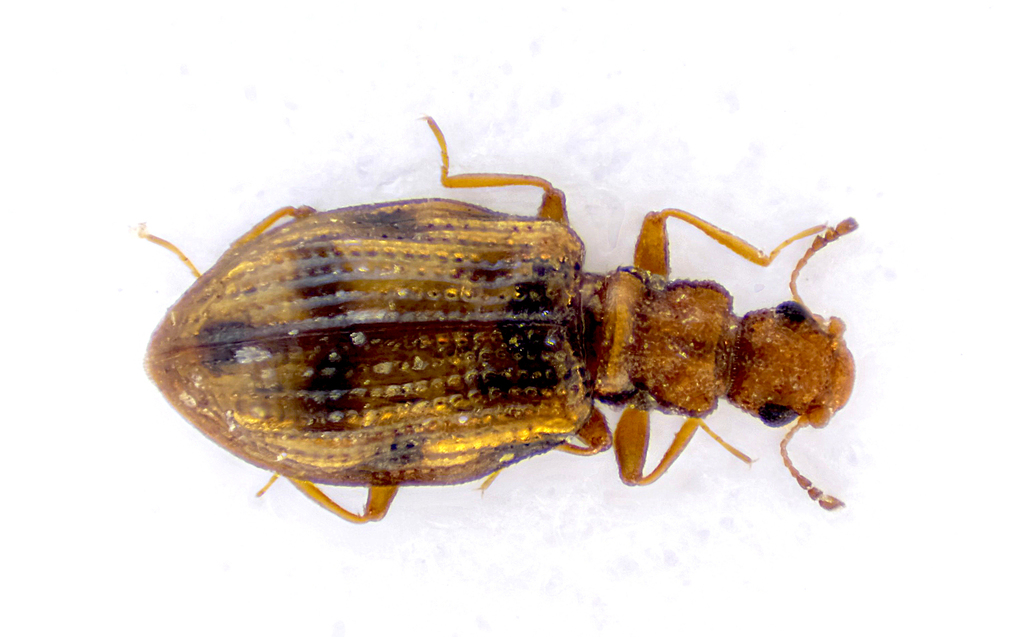 Cartodere bifasciata, photo 1 of 7