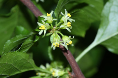 Celastrus flagellaris