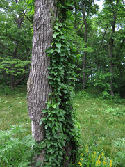 Celastrus flagellaris