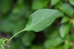 Celastrus flagellaris