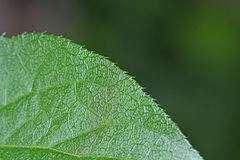 Celastrus flagellaris