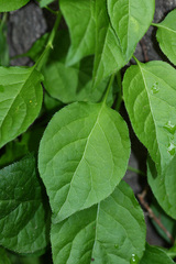 Celastrus flagellaris