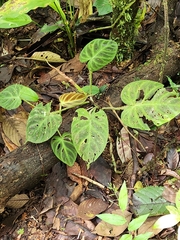 Philodendron verrucosum image