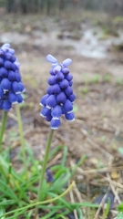 Muscari