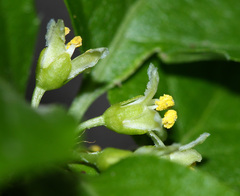 Celastrus flagellaris