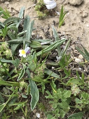 Linaria albifrons