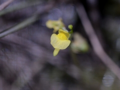 Utricularia adamsii