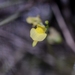 Utricularia adamsii - Photo (c) Zig Madycki, some rights reserved (CC BY-NC-ND), uploaded by Zig Madycki