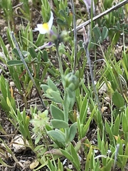 Linaria albifrons
