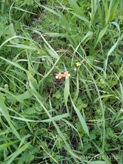Lathyrus annuus