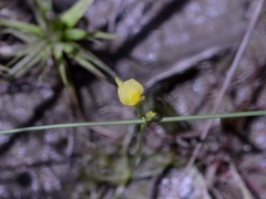 Utricularia adamsii