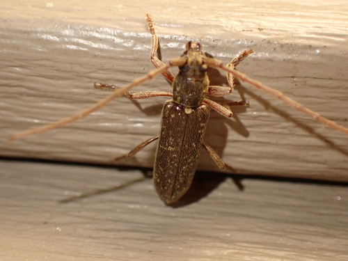 Twig Pruner photo 4