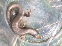 Heremites vittatus