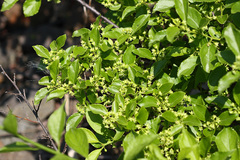 Celastrus orbiculatus