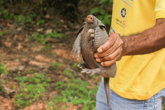 Greater Naked-Tailed Armadillo photo 5