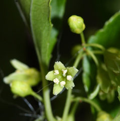 Celastrus orbiculatus