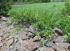 Celastrus orbiculatus