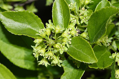 Celastrus orbiculatus