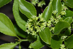 Celastrus orbiculatus