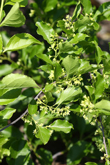 Celastrus orbiculatus