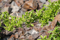 Celastrus orbiculatus