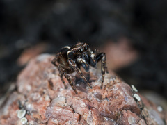 Attulus monstrabilis