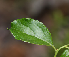 Celastrus orbiculatus