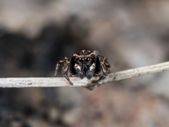 Attulus monstrabilis