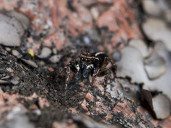 Attulus monstrabilis