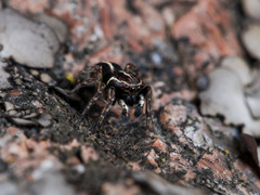 Attulus monstrabilis