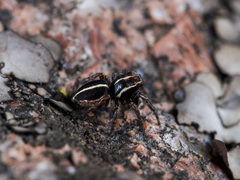 Attulus monstrabilis