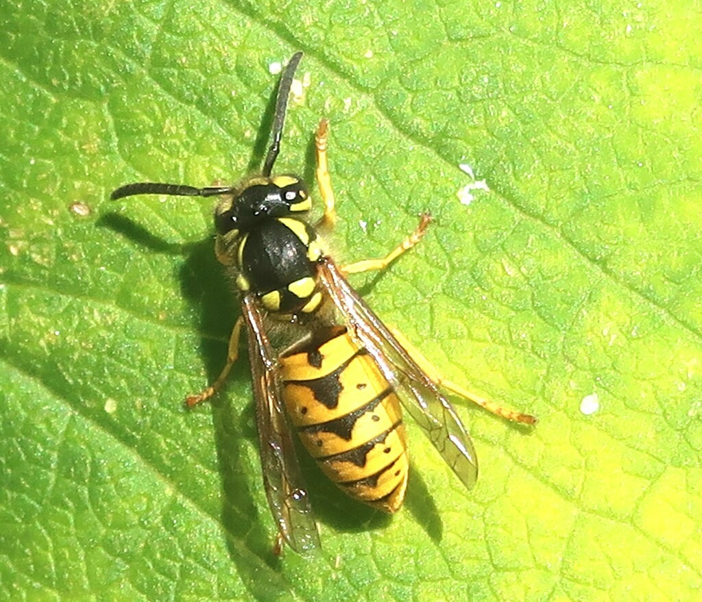 German Yellowjacket from St. Catharines, ON, Canada on September 15 ...