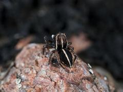 Attulus monstrabilis