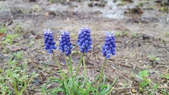 Muscari