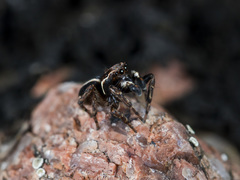 Attulus monstrabilis