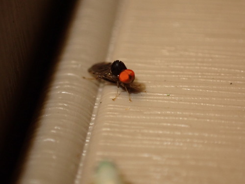 Syneches simplex photo 4