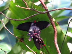 Byasa polyeuctes