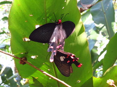 Byasa polyeuctes