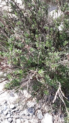 Limbarda crithmoides