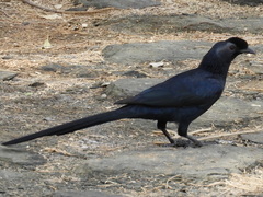 Onychognathus salvadorii