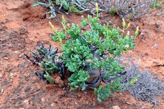 Othonna macrosperma